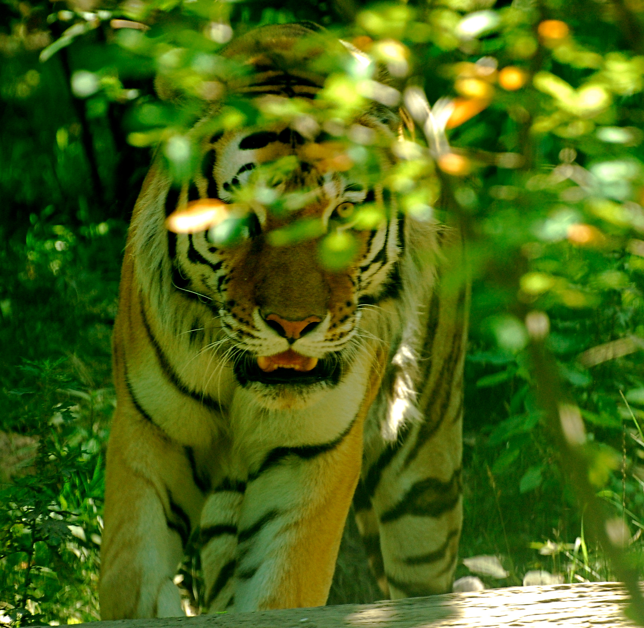 Nikon D80 sample photo. Sasha,amur tiger at bronx zoo ny ,hand held no filters. photography