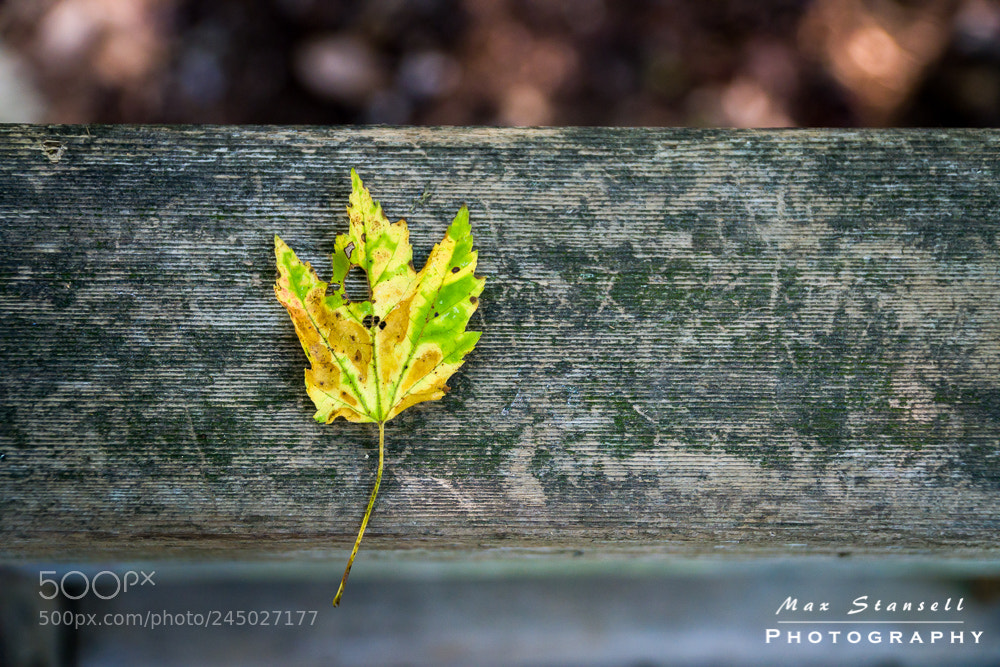 Sony a6300 sample photo. Autumn leaf photography