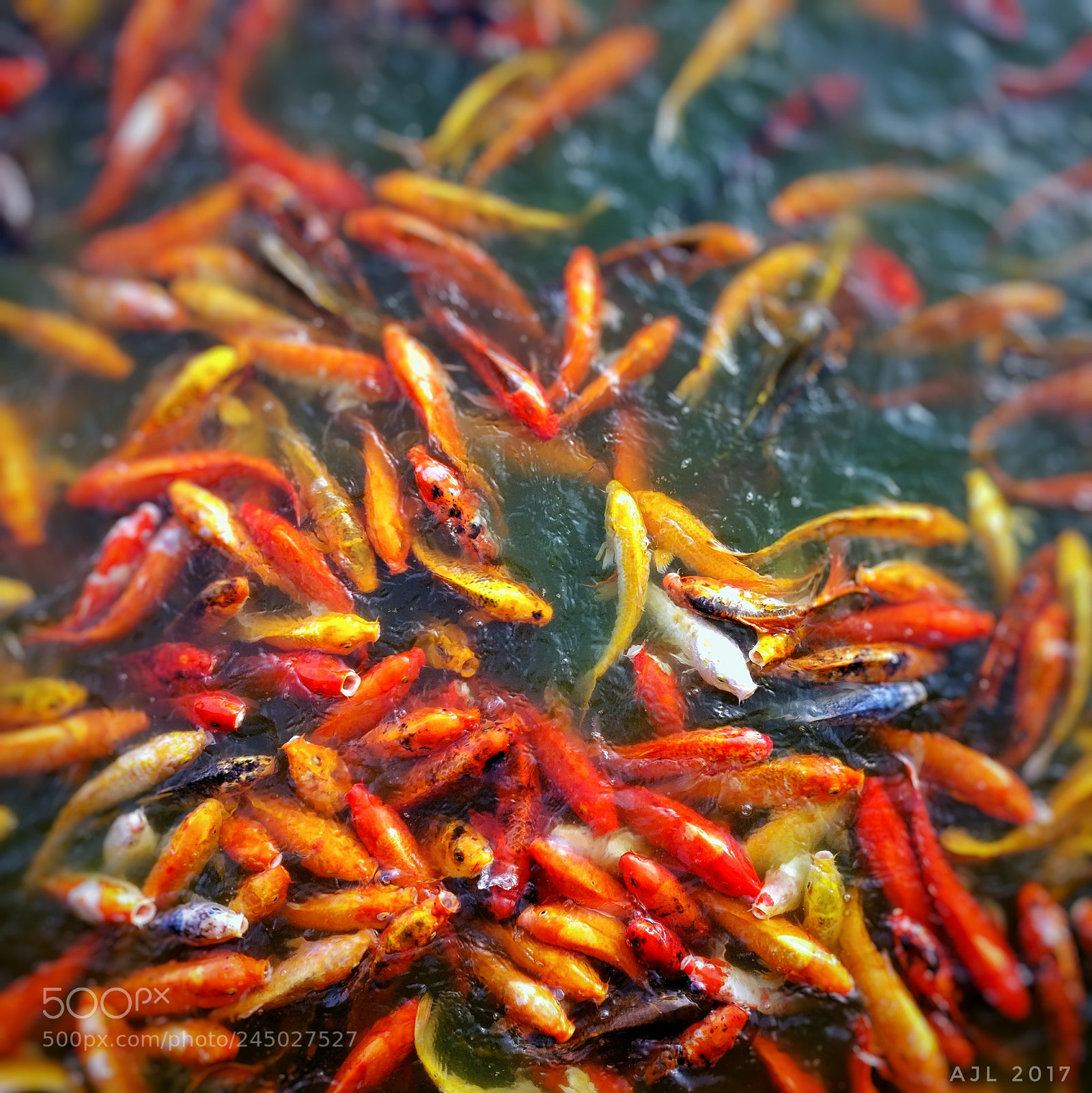 OnePlus A3003 sample photo. Koi fish photography