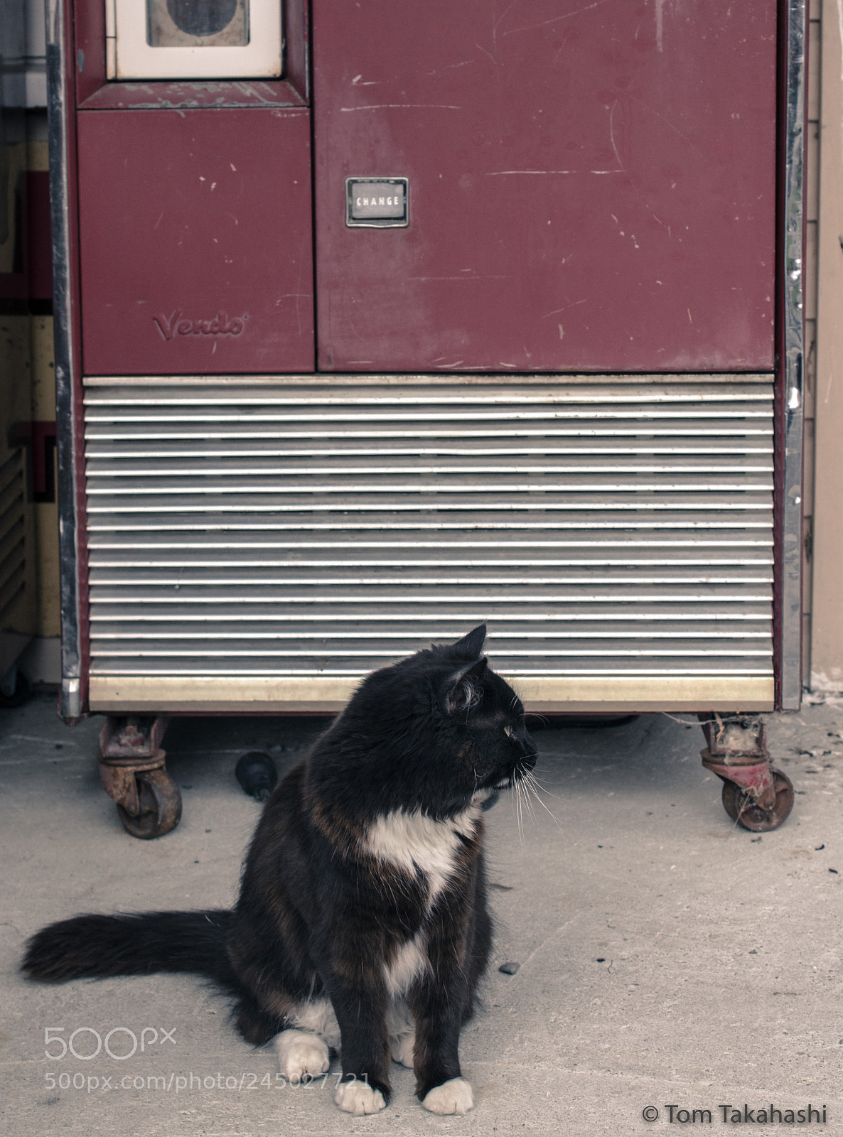 Canon EOS 600D (Rebel EOS T3i / EOS Kiss X5) sample photo. A cat in burkes photography