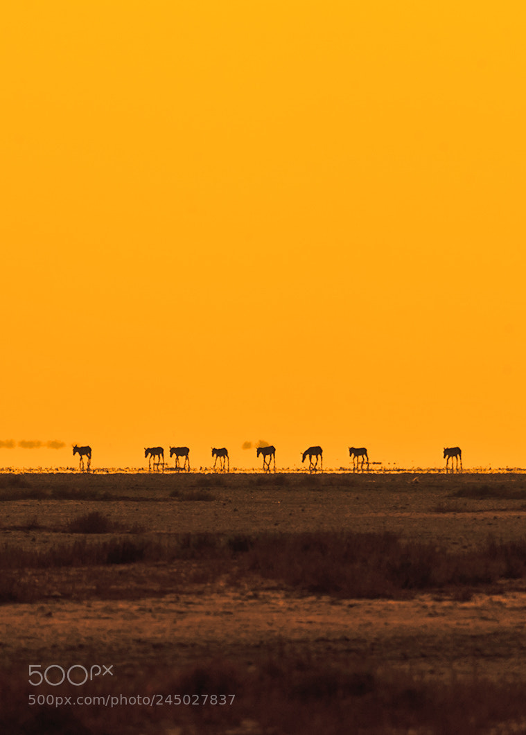 Nikon D700 sample photo. Silk route photography