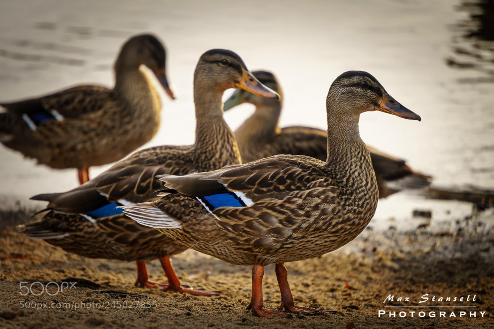 Sony a6300 sample photo. Ducks photography