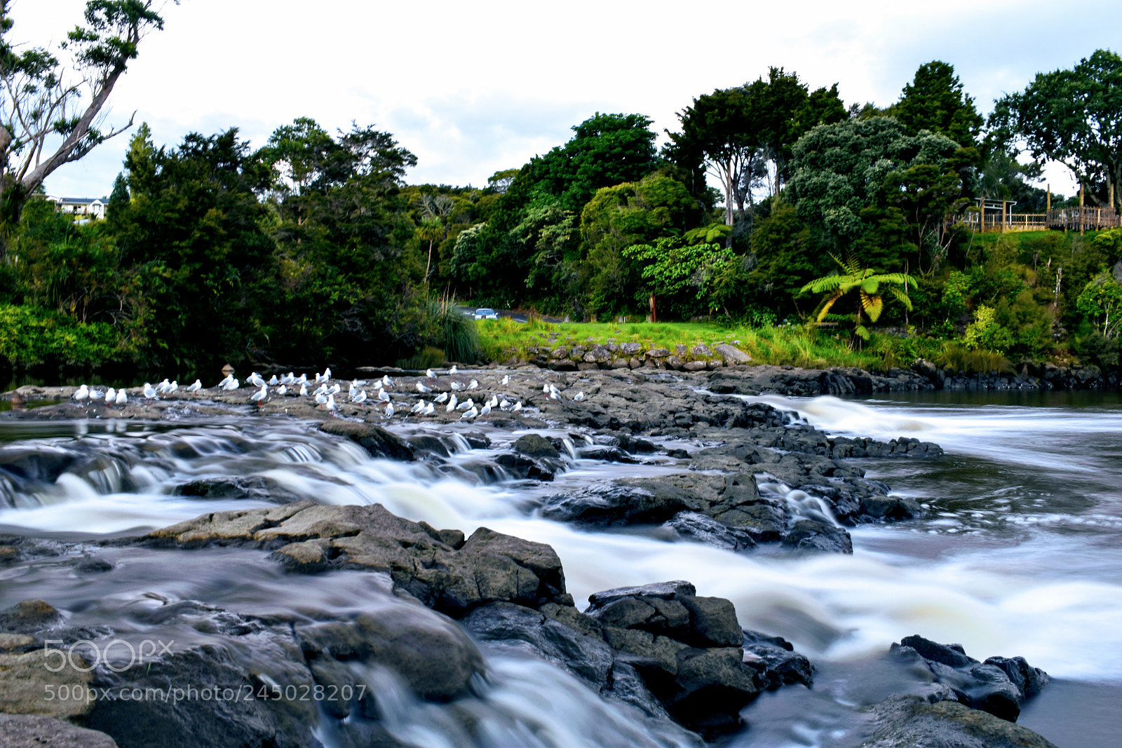 Nikon D5600 sample photo. Free flow photography