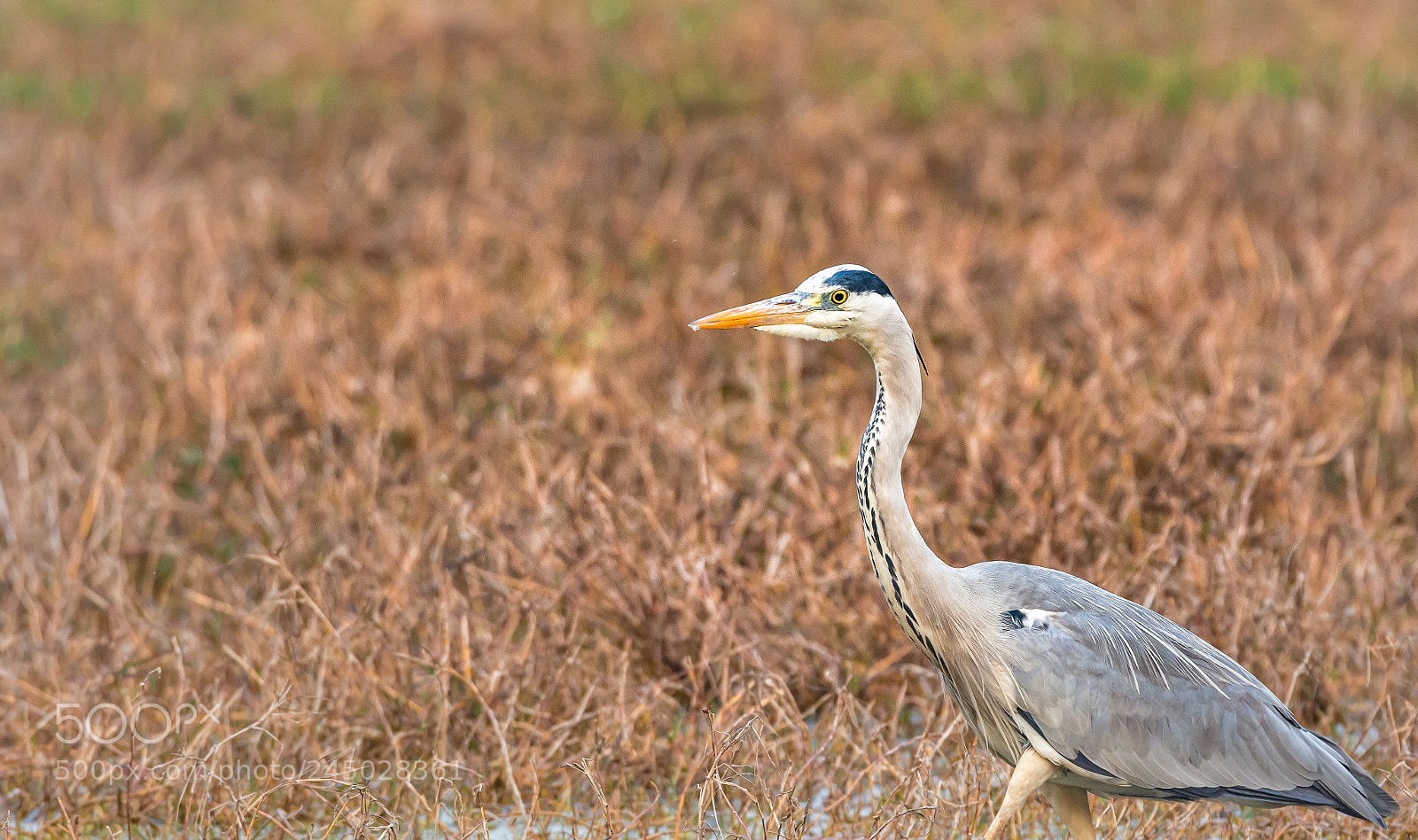 Nikon D7100 sample photo. Heron bird photography