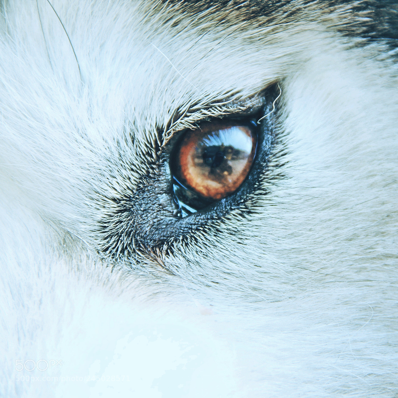 Canon EOS 60D sample photo. Star in the dog photography