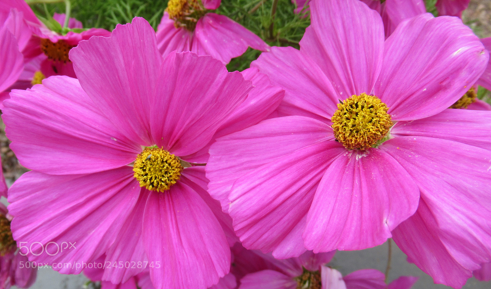 Canon PowerShot SX620 HS sample photo. Blooming pink flowers photography