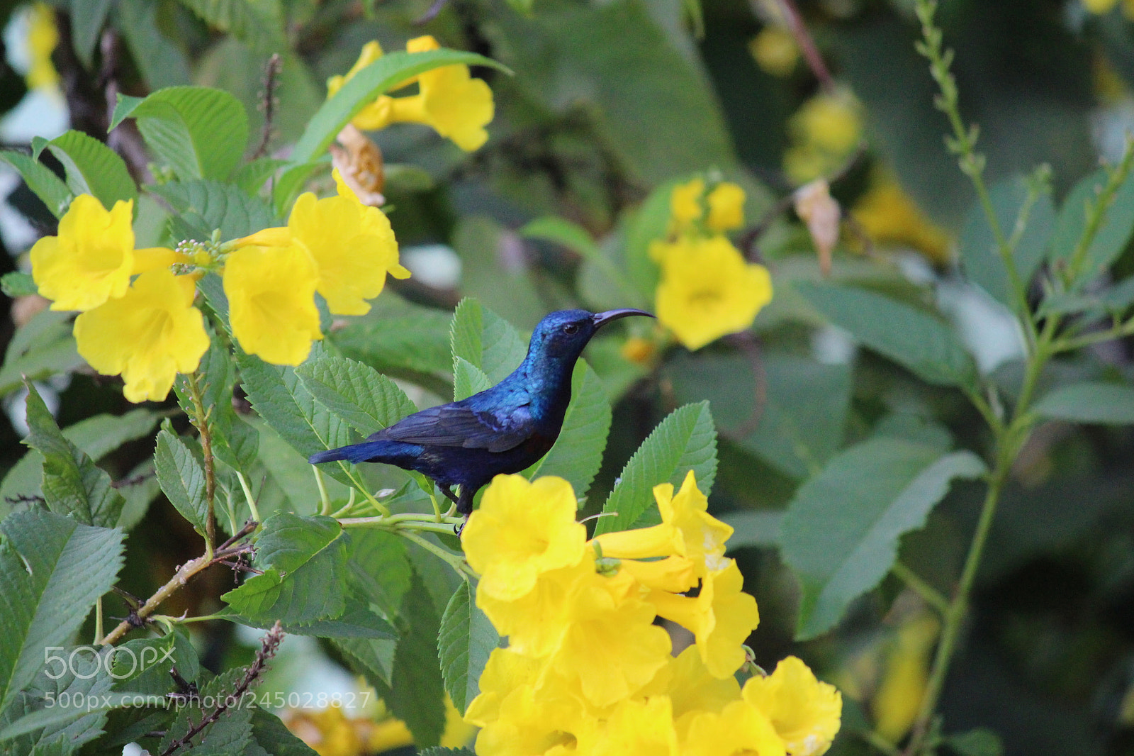 Canon EF-S 55-250mm F4-5.6 IS II sample photo. Bird thinking about cell photography