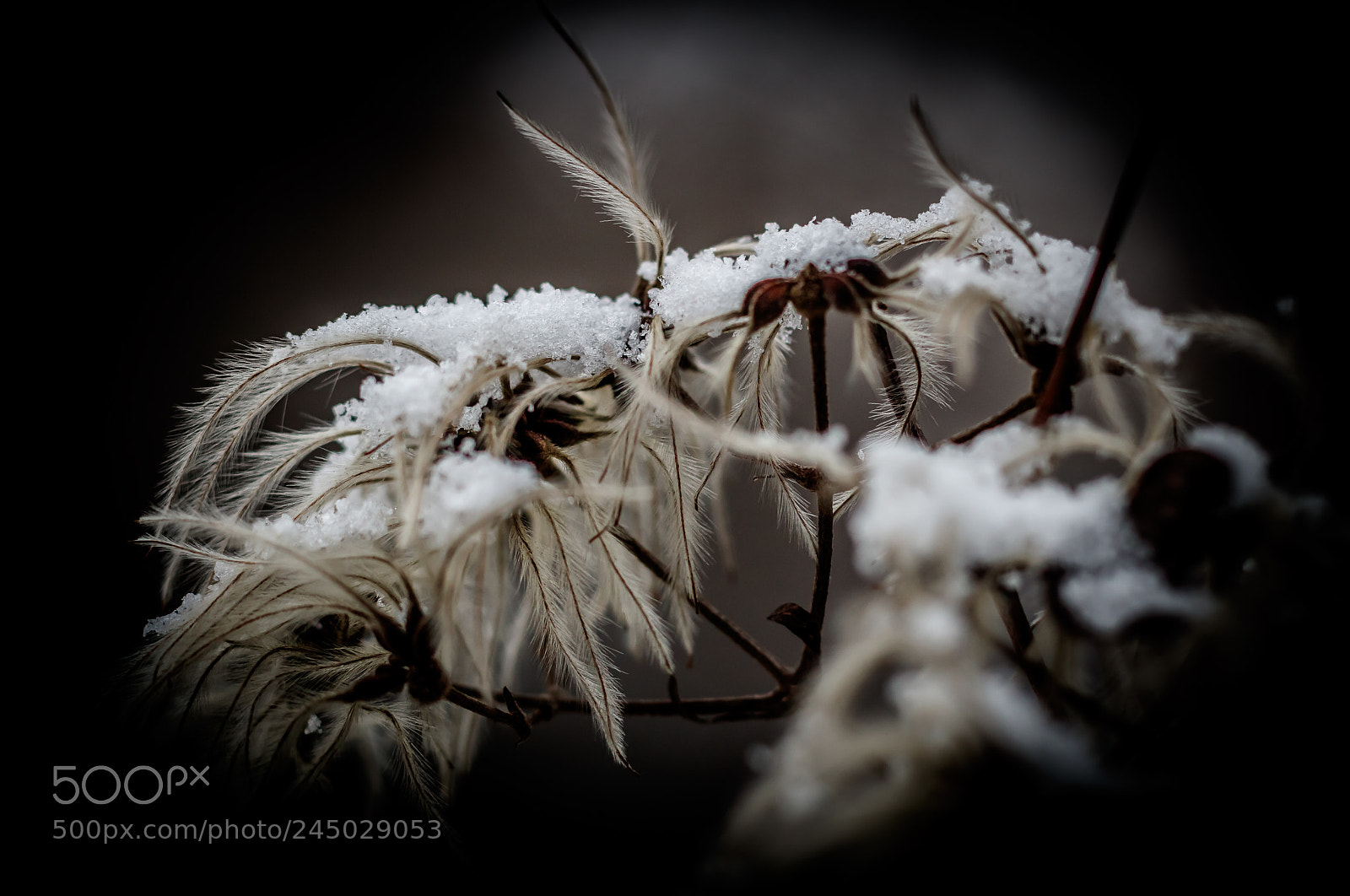 Canon EOS 760D (EOS Rebel T6s / EOS 8000D) sample photo. A little snow photography