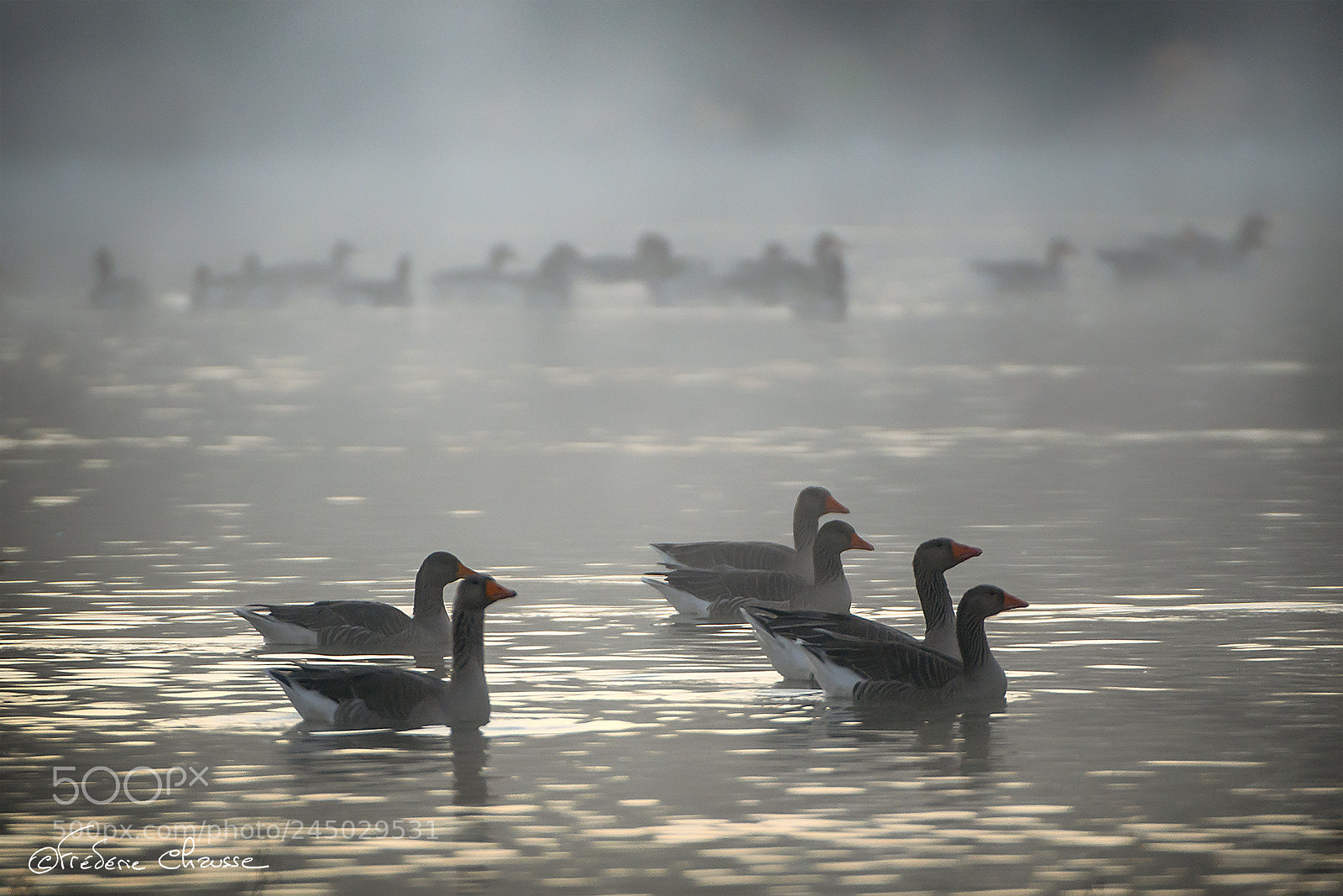 Nikon D800E sample photo. Anser anser photography