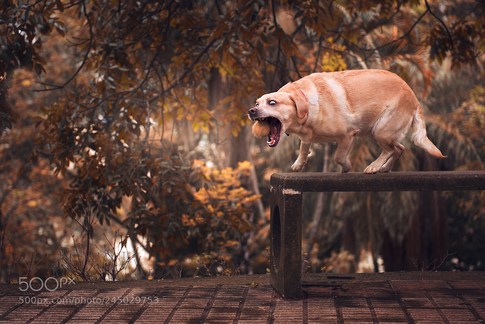 Nikon D610 sample photo. I will catch this photography