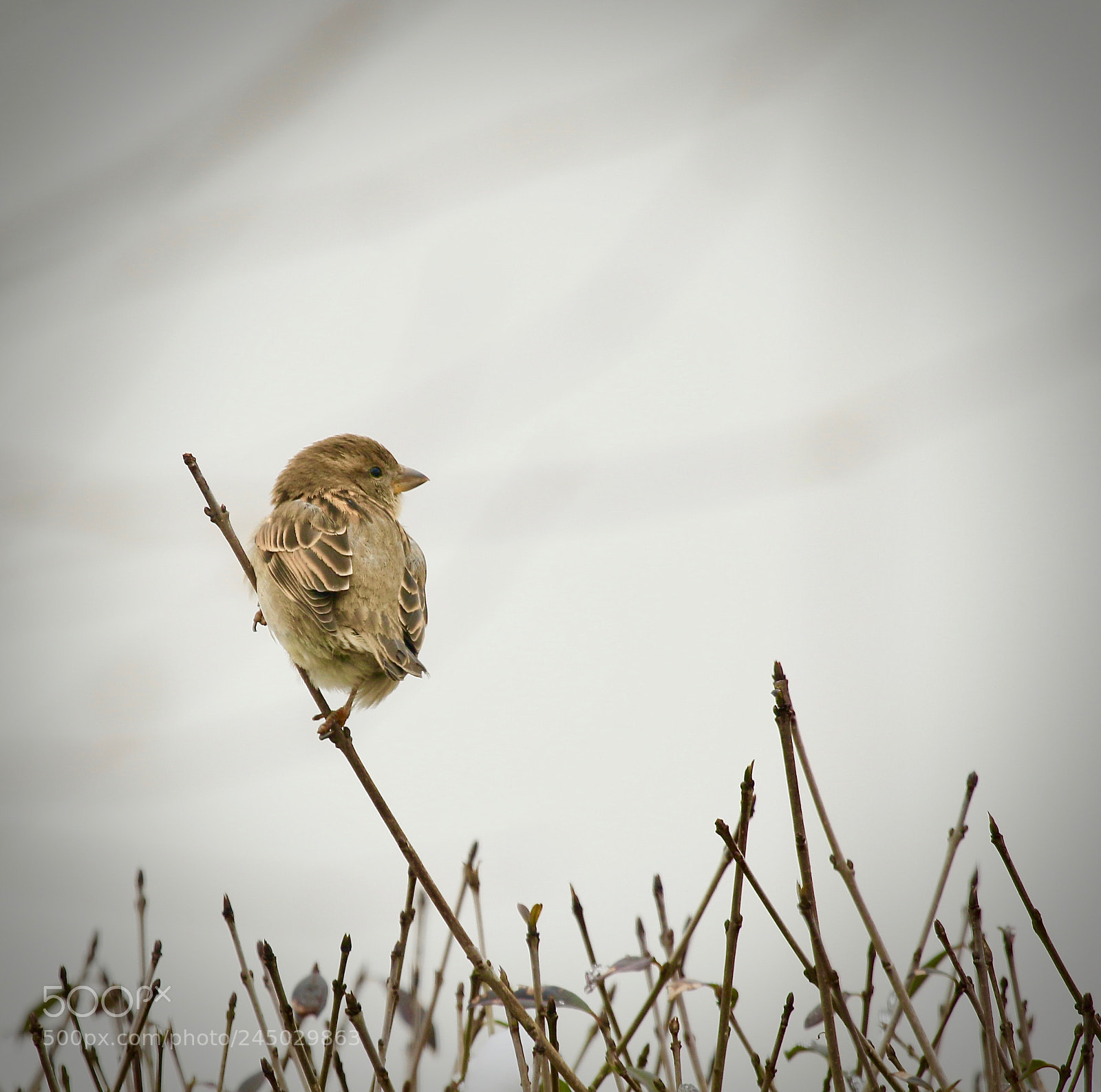 Canon EOS 7D Mark II sample photo. Hauspatz,sparrow photography