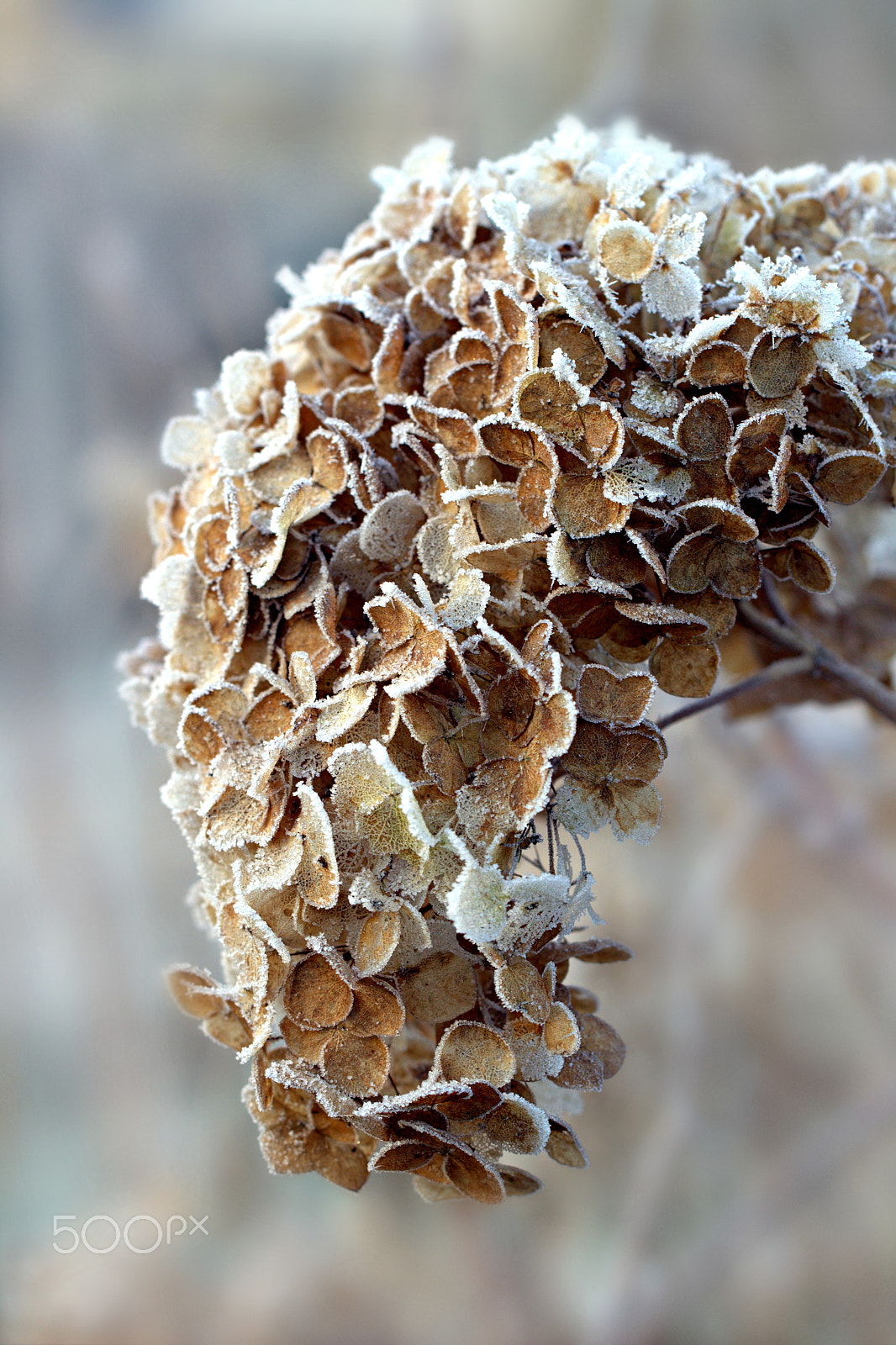 Canon EF 100mm F2.8L Macro IS USM sample photo. Frost decor photography
