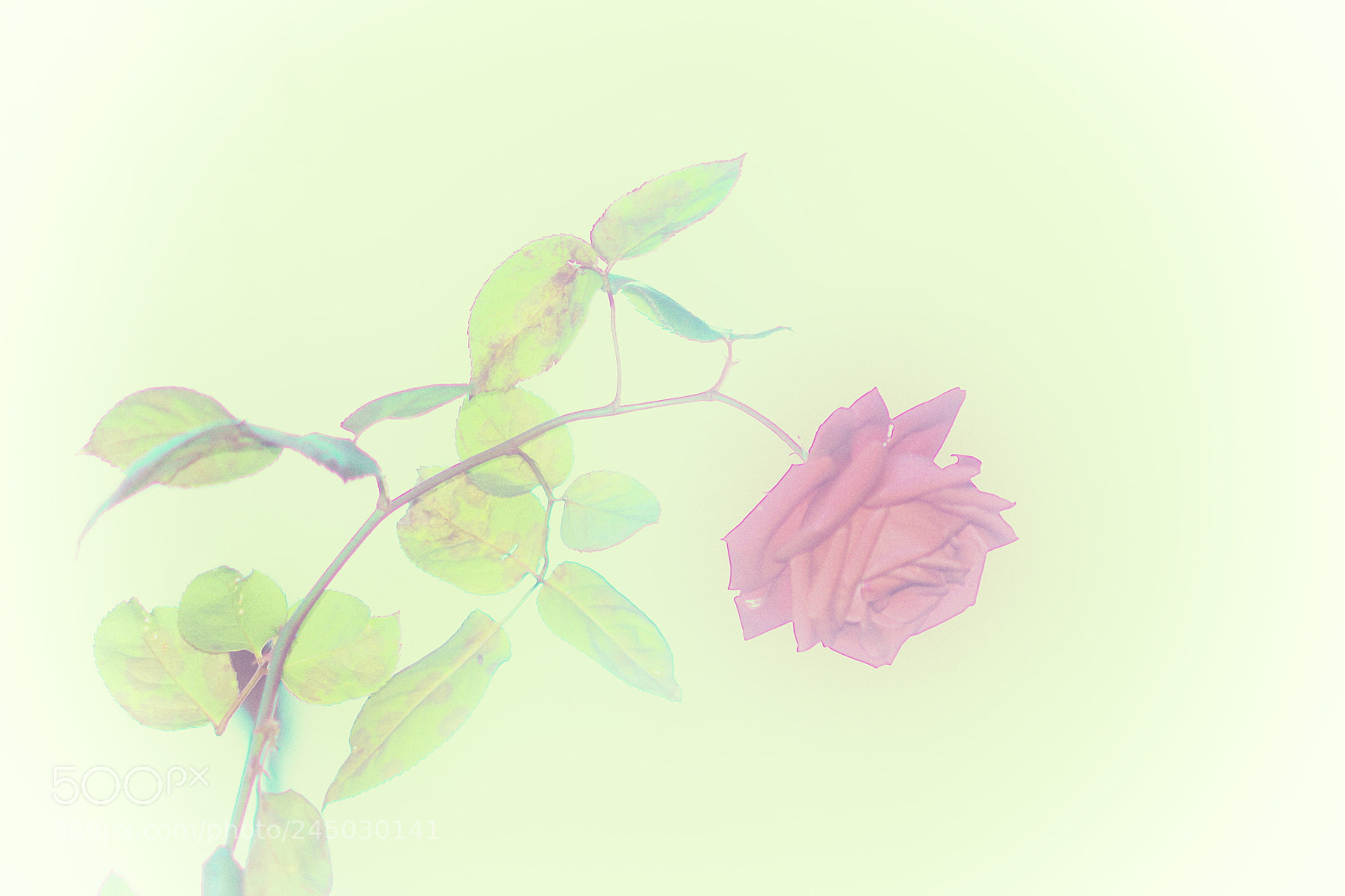 Canon EOS 60D sample photo. Rose photography