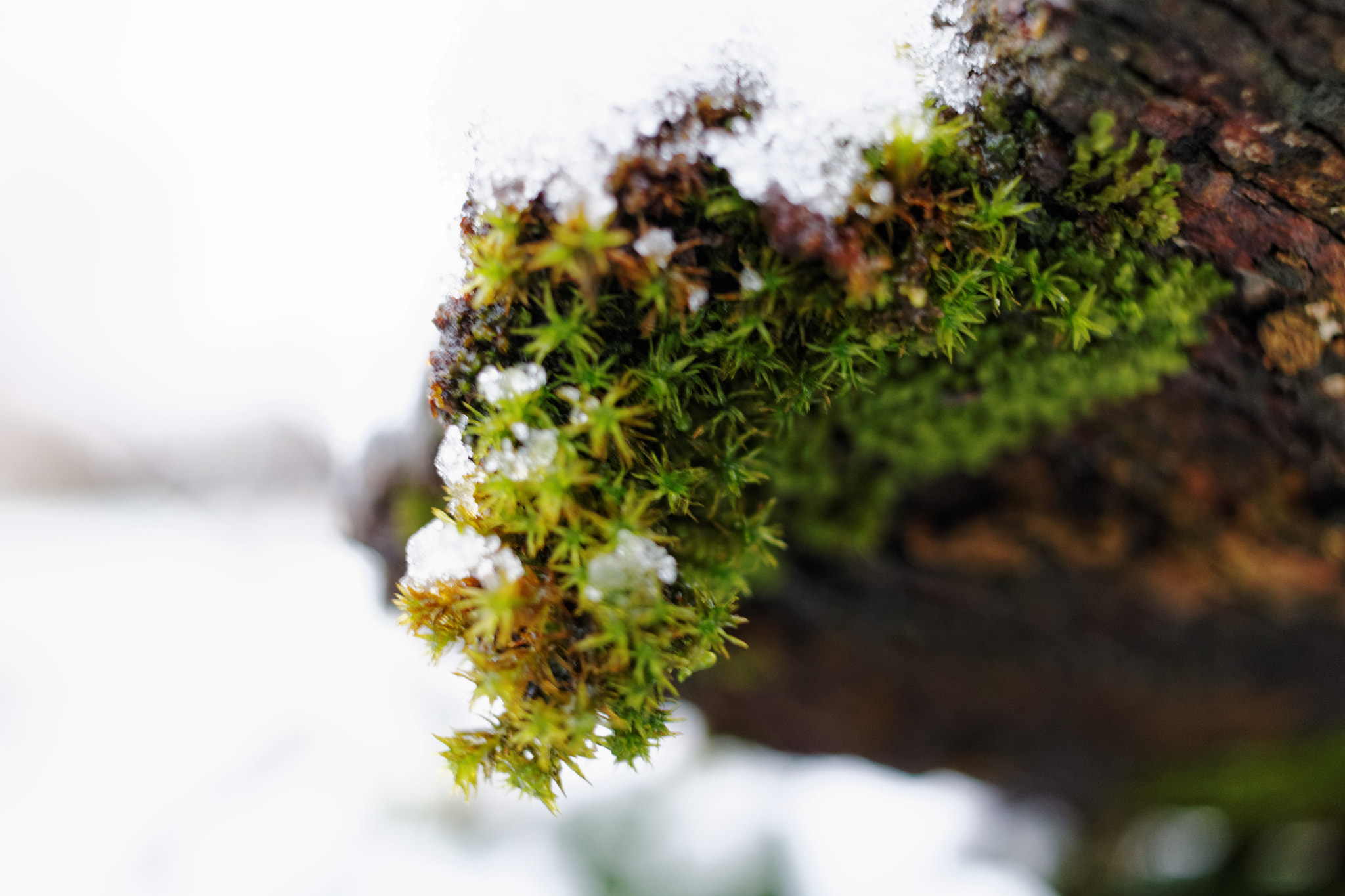 Canon EF-S 24mm F2.8 STM sample photo. Mousse photography