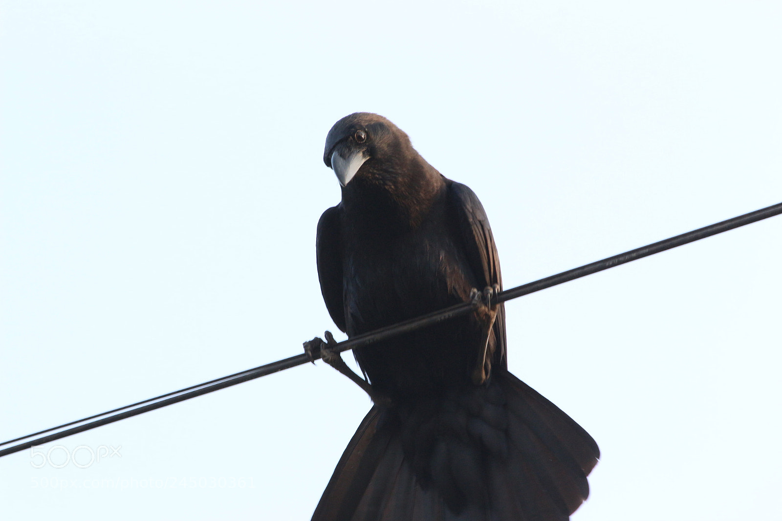 Canon EF-S 55-250mm F4-5.6 IS II sample photo. Crow waiting for the photography