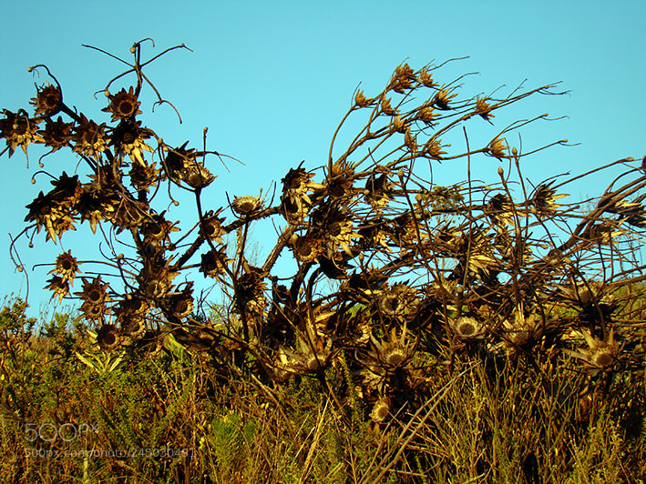 Sony DSC-H9 sample photo. Wonderful south africa photography