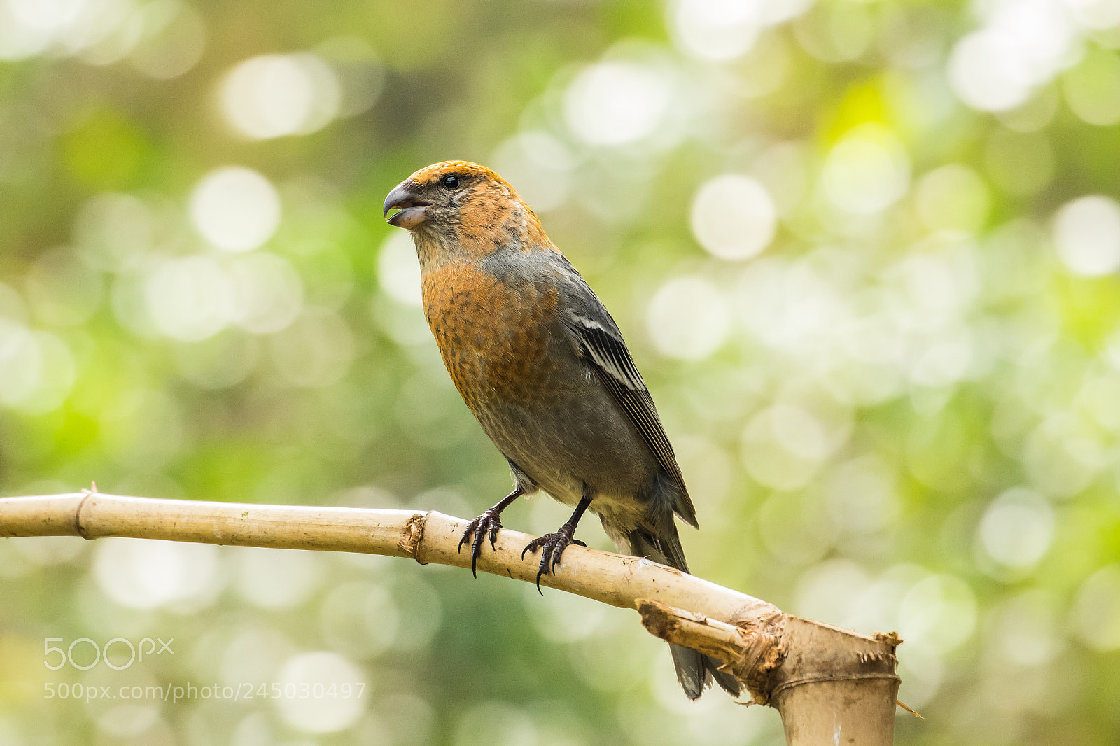 Canon EOS 7D Mark II sample photo. 守護 photography