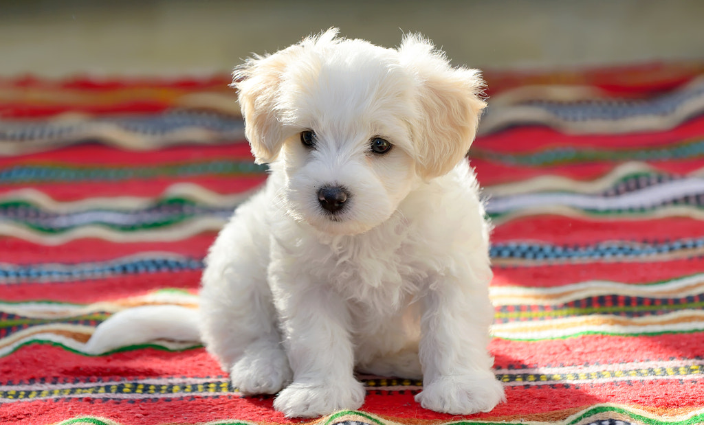 White puppy maltese dog Bichon Frise - Top 20 Most Cutest Dog Breeds in the World | Most Adorable Dogs and Puppies