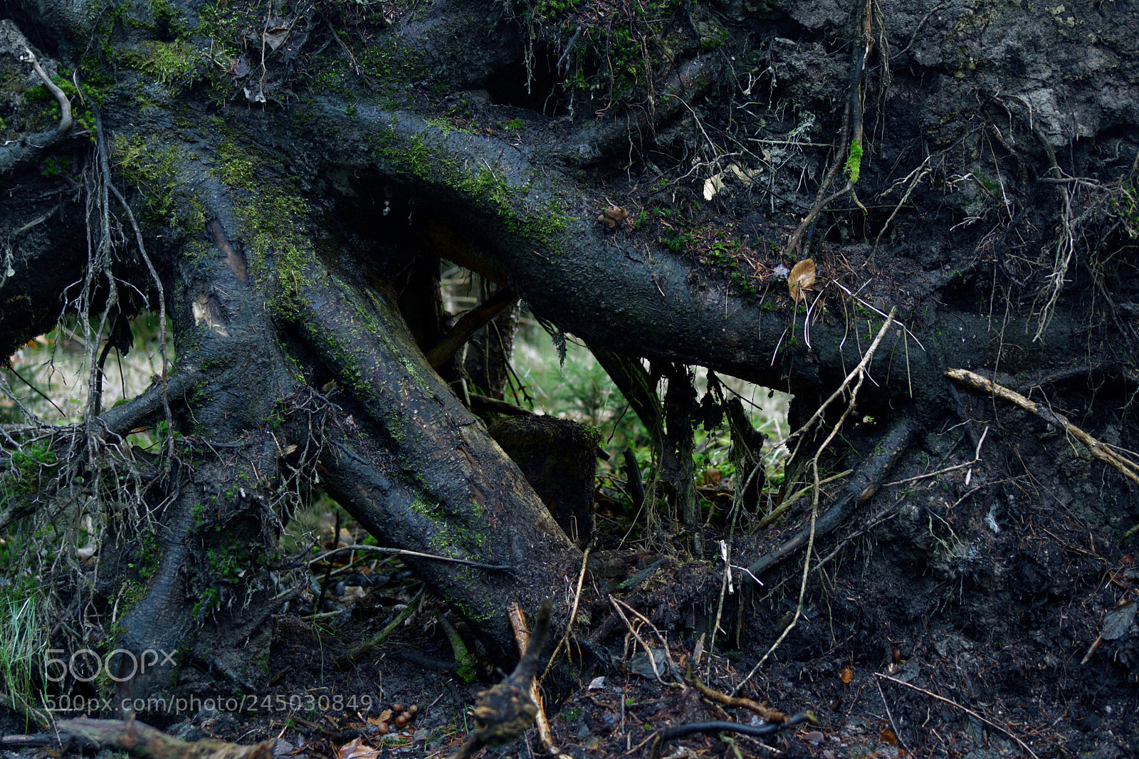 Nikon D7500 sample photo. Root system photography