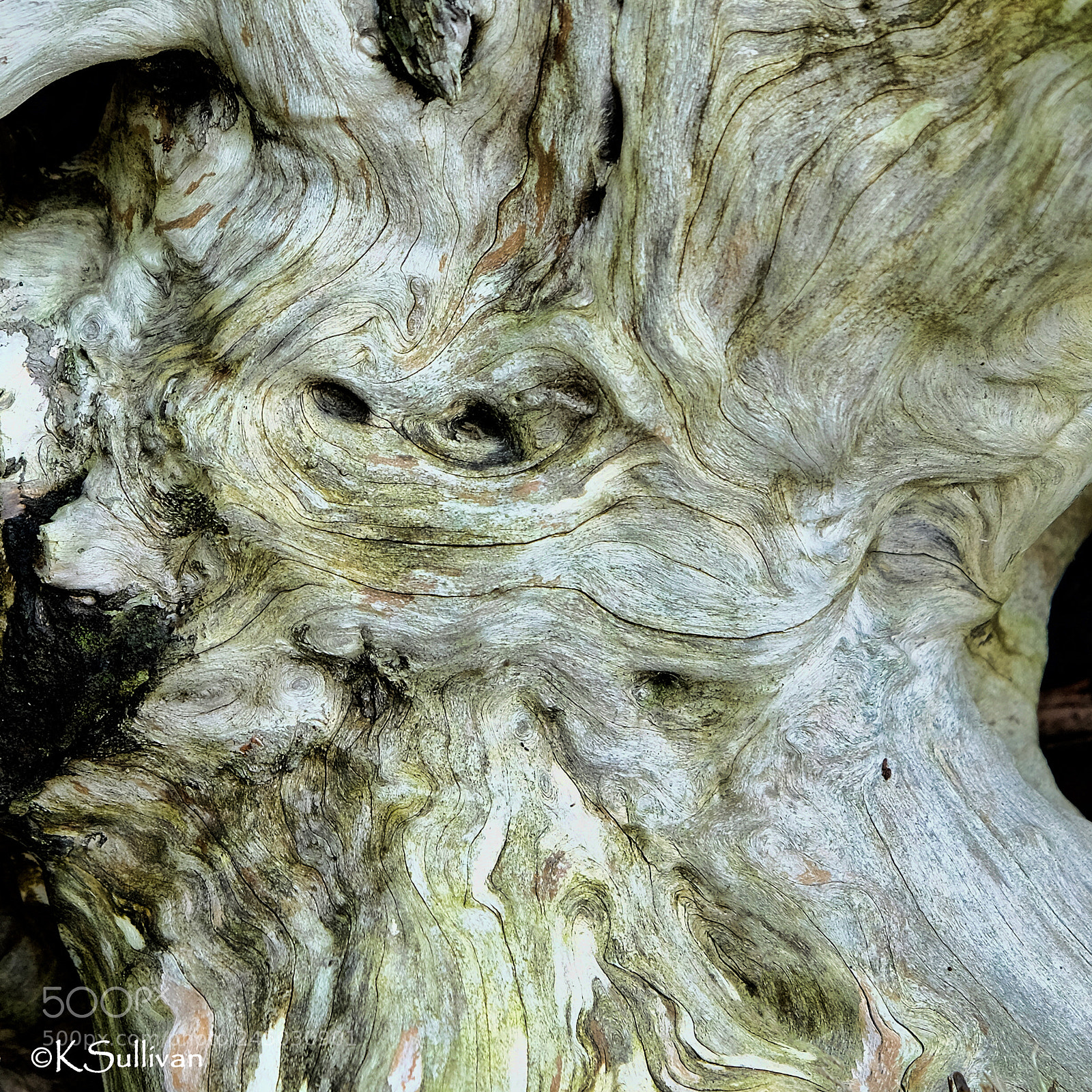Fujifilm X-T1 sample photo. Driftwood photography