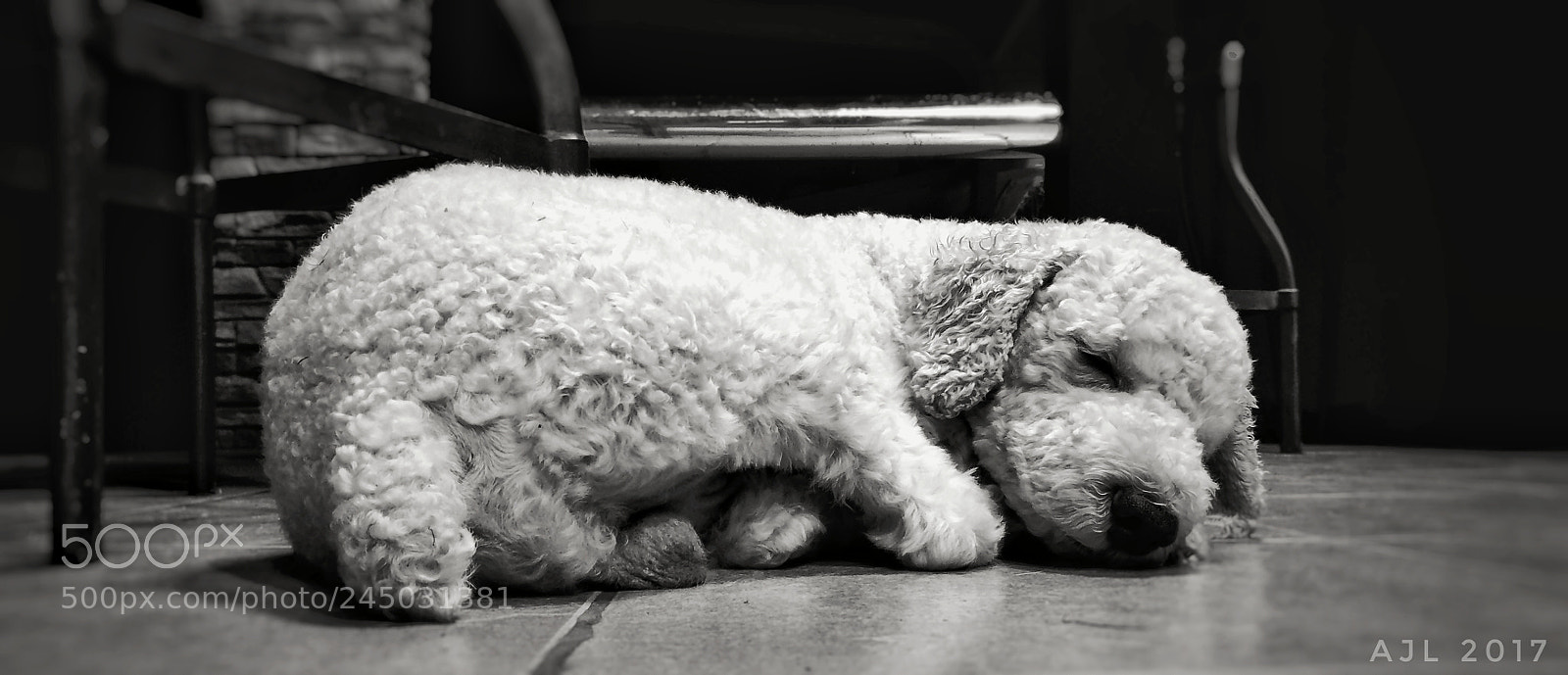 OnePlus A3003 sample photo. Sleeping dog photography