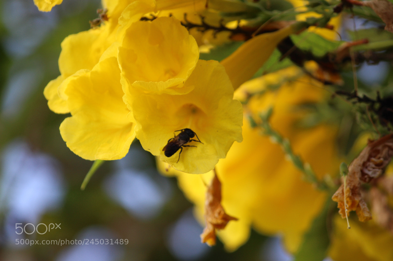 Canon EF-S 55-250mm F4-5.6 IS II sample photo. Hey honey bee.... photography