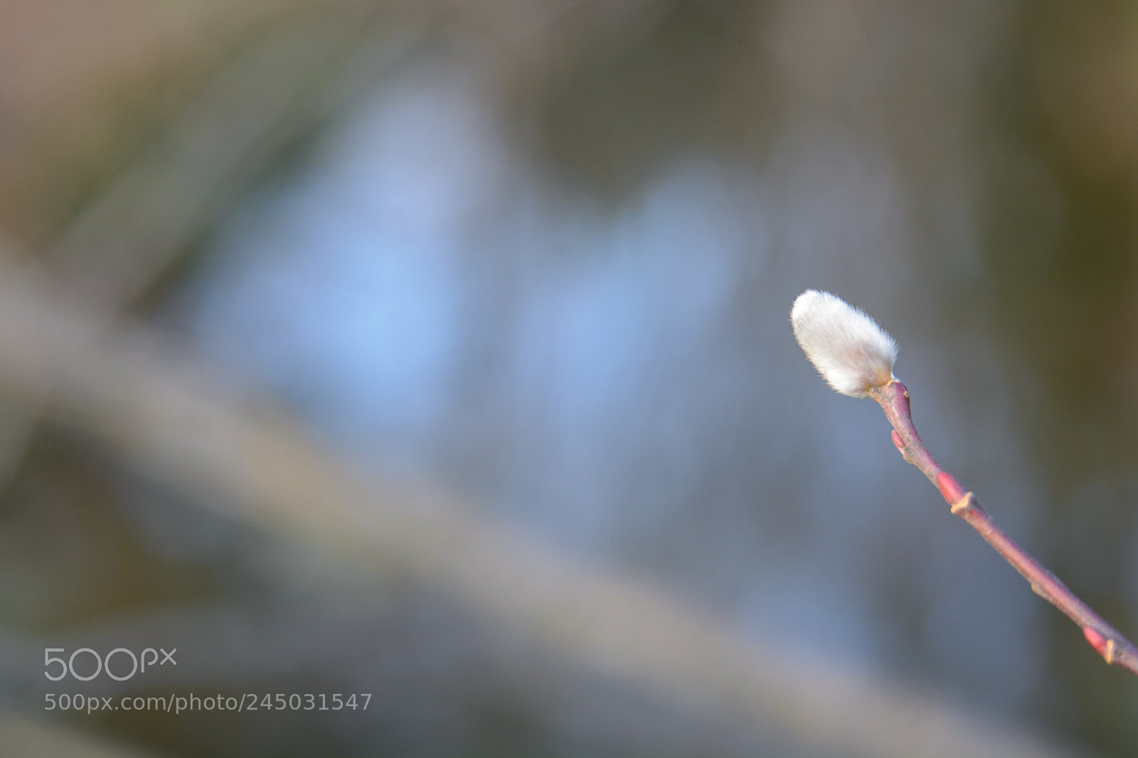 Nikon D7100 sample photo. Neko? photography