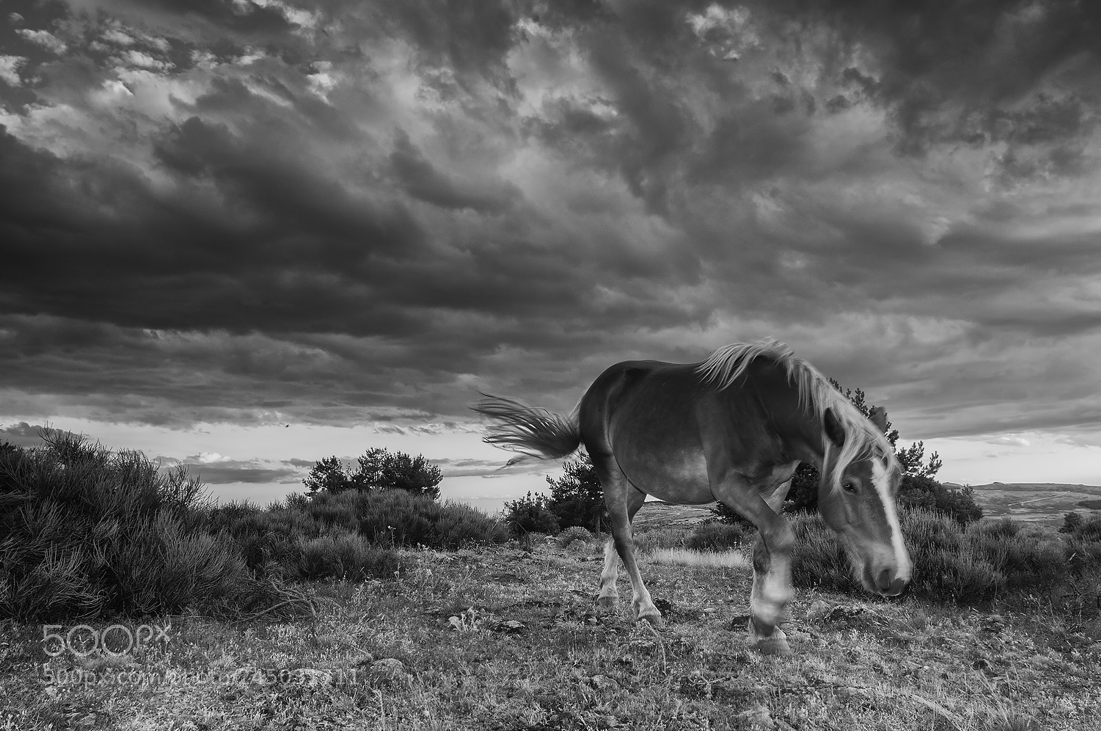 Nikon D300 sample photo. Under the storm photography