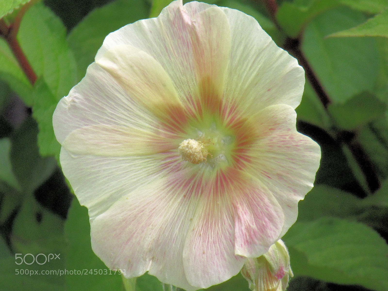 Canon PowerShot SX620 HS sample photo. Flower close up photography