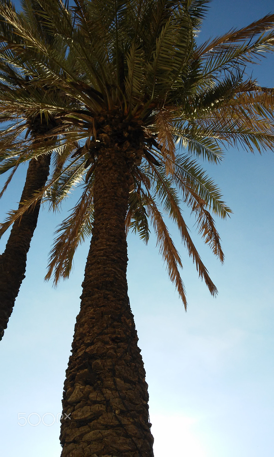 LG L Fino sample photo. Palm tree photography
