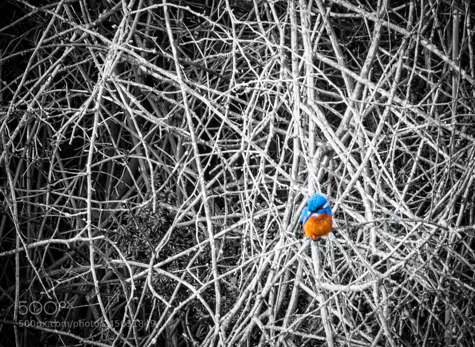 Nikon D7200 sample photo. Kingfisher edinburgh botanic gardens photography