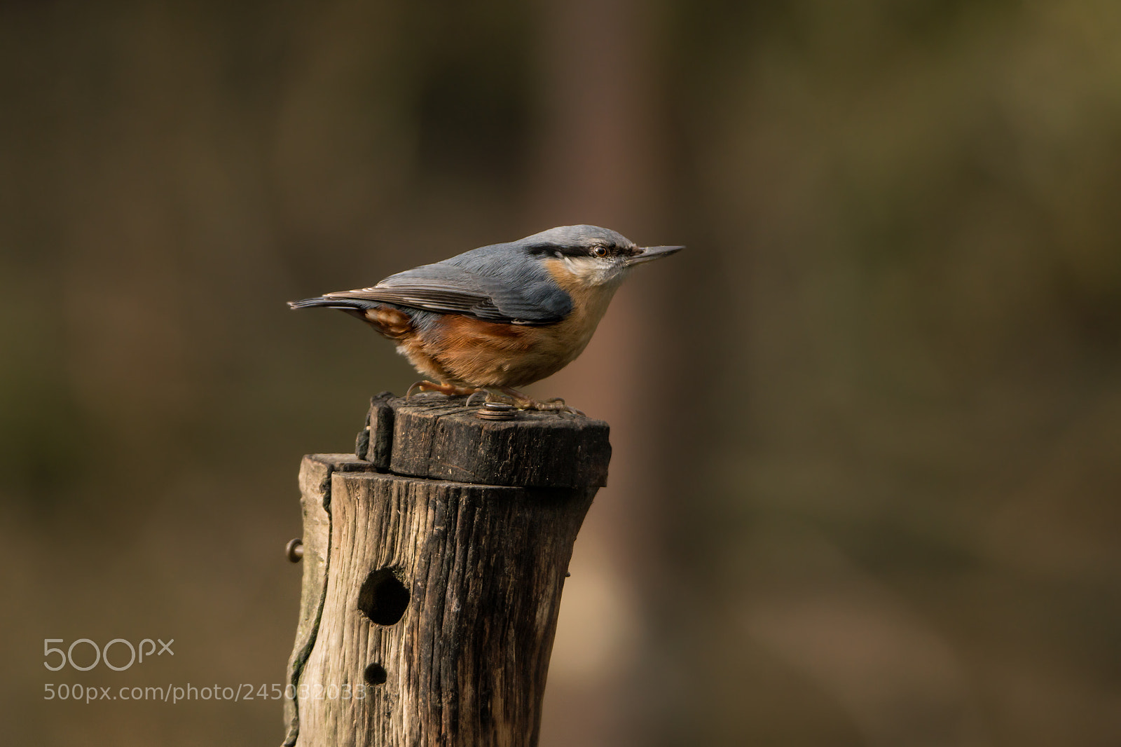 Sony a6300 sample photo. Nuthatch photography