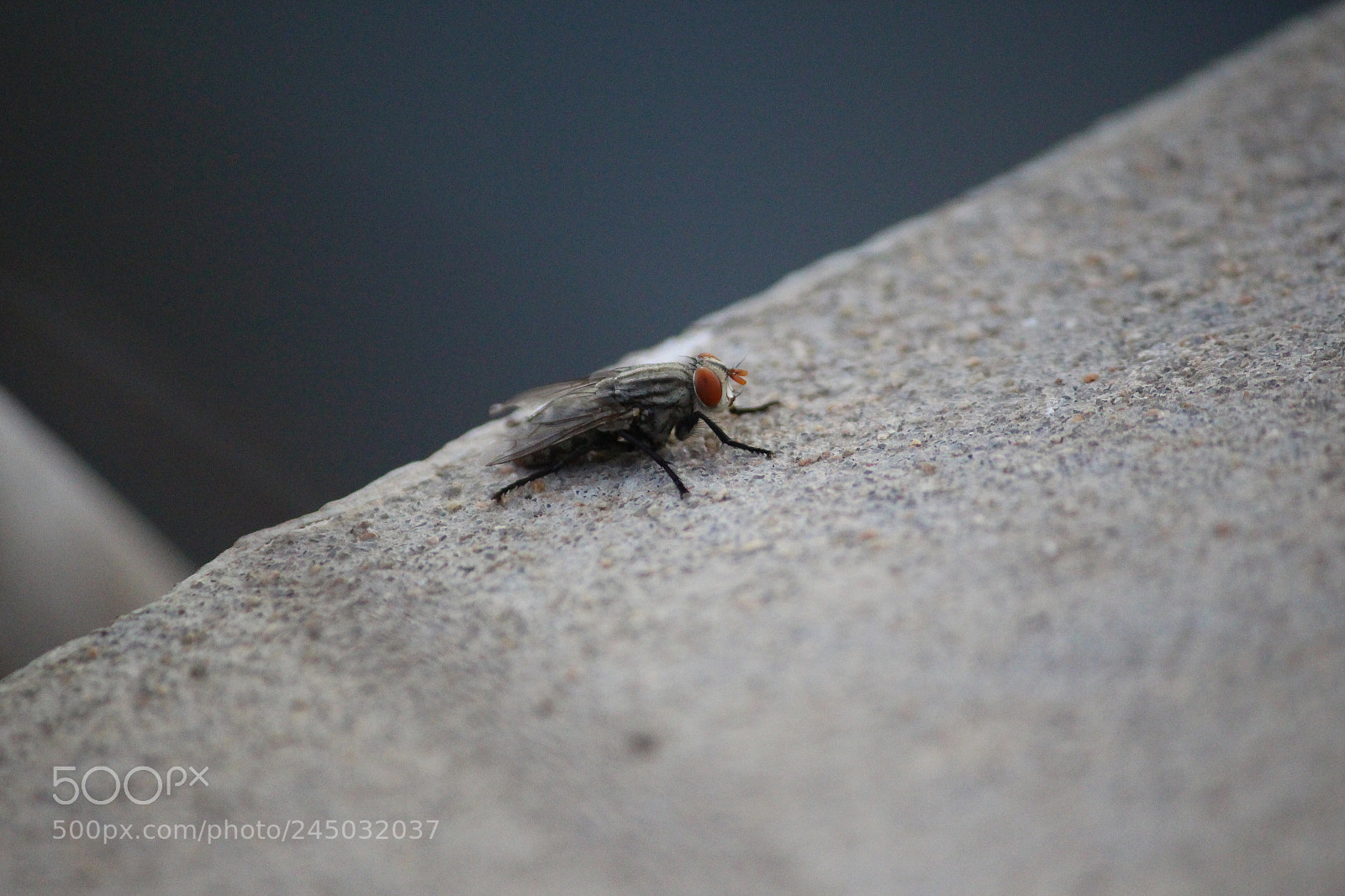 Canon EF-S 55-250mm F4-5.6 IS II sample photo. Fly photography