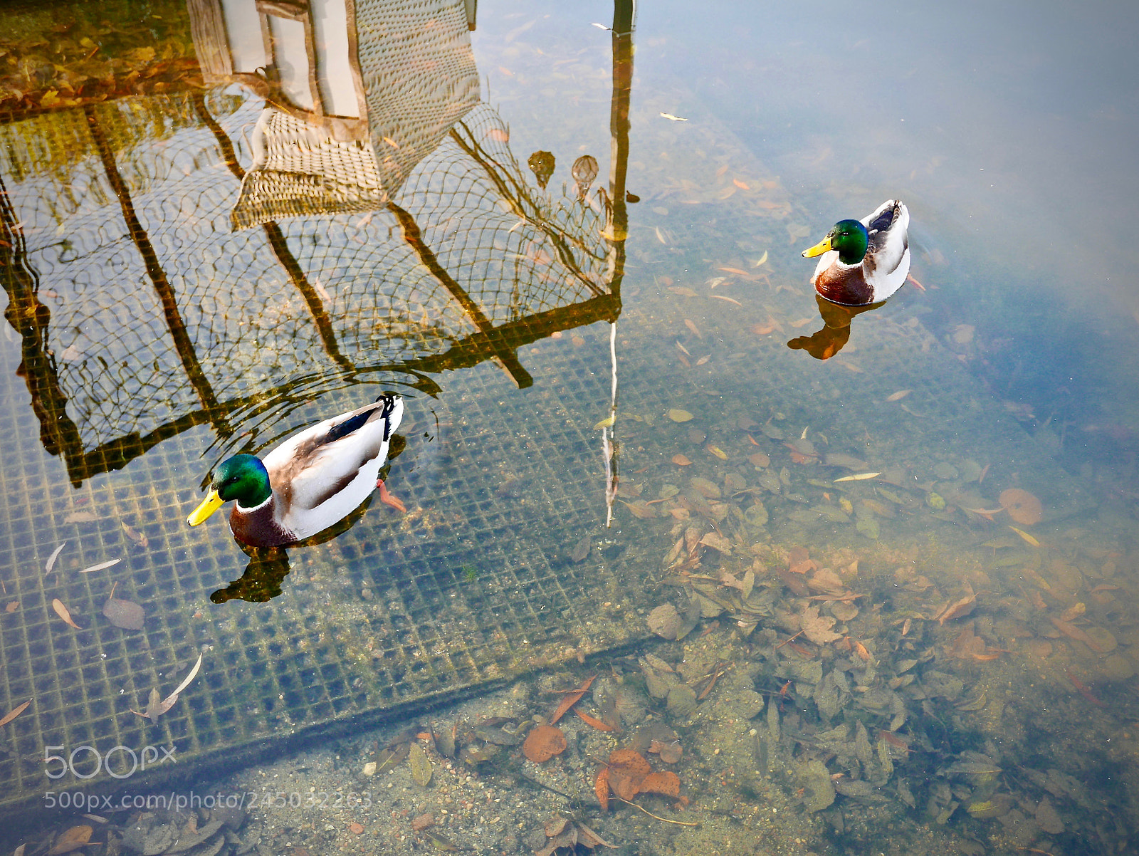 Leica D-Lux (Typ 109) sample photo. Come and go freely photography