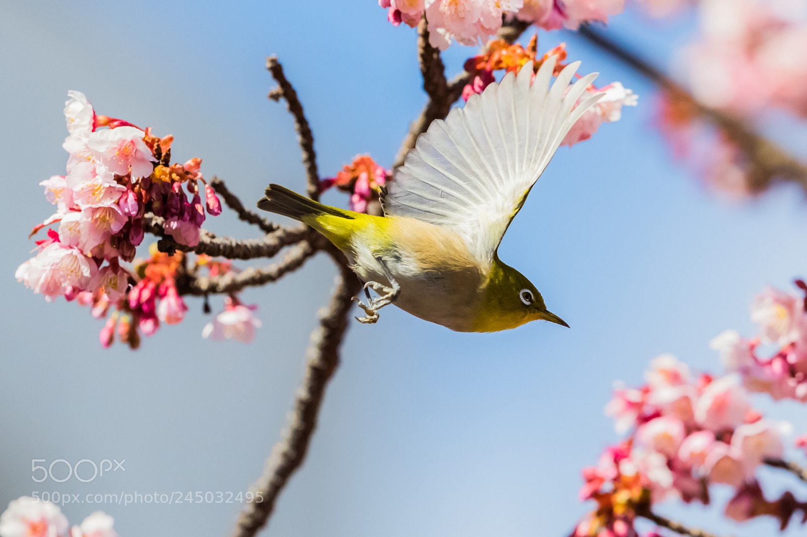 Canon EOS-1D X Mark II sample photo. ＦＬＹ photography