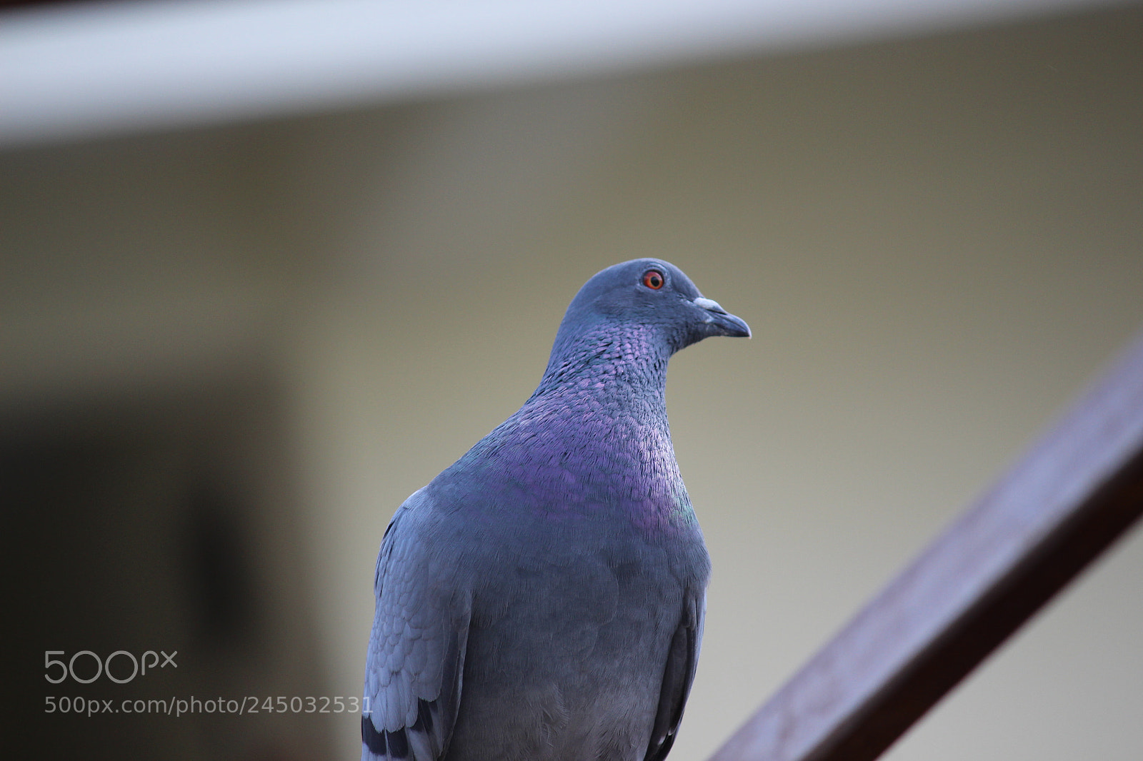 Canon EF-S 55-250mm F4-5.6 IS II sample photo. Pigeon photography