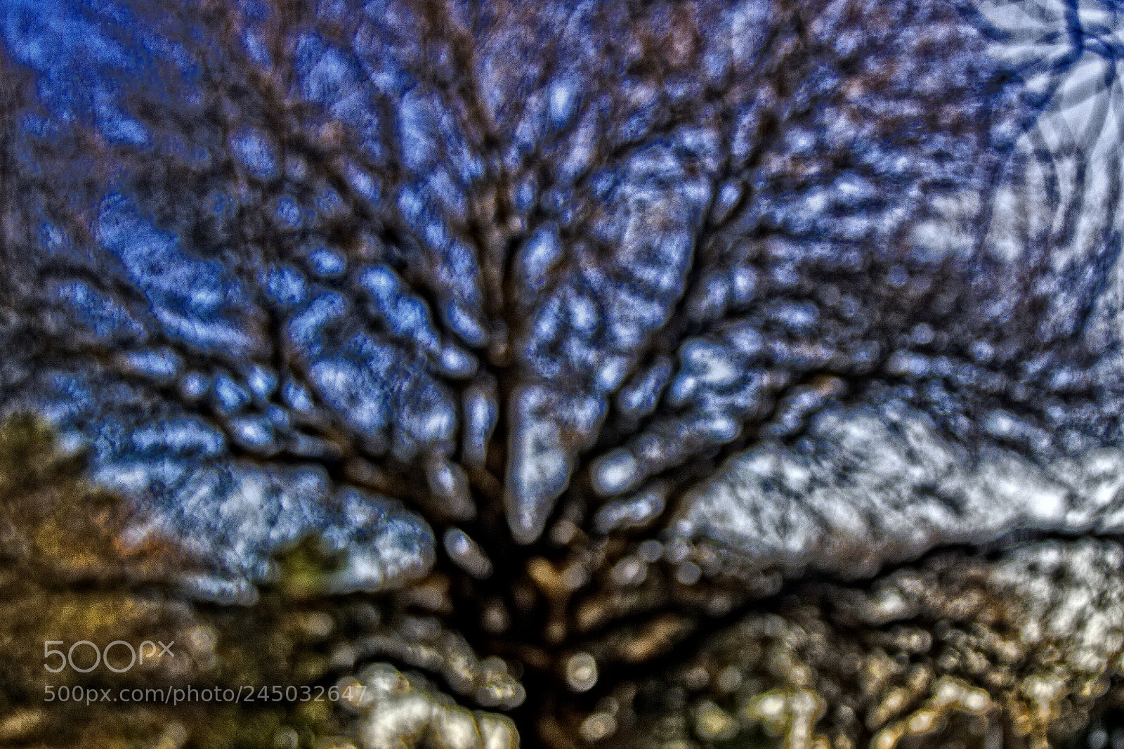 Canon EOS 50D sample photo. Trees photography