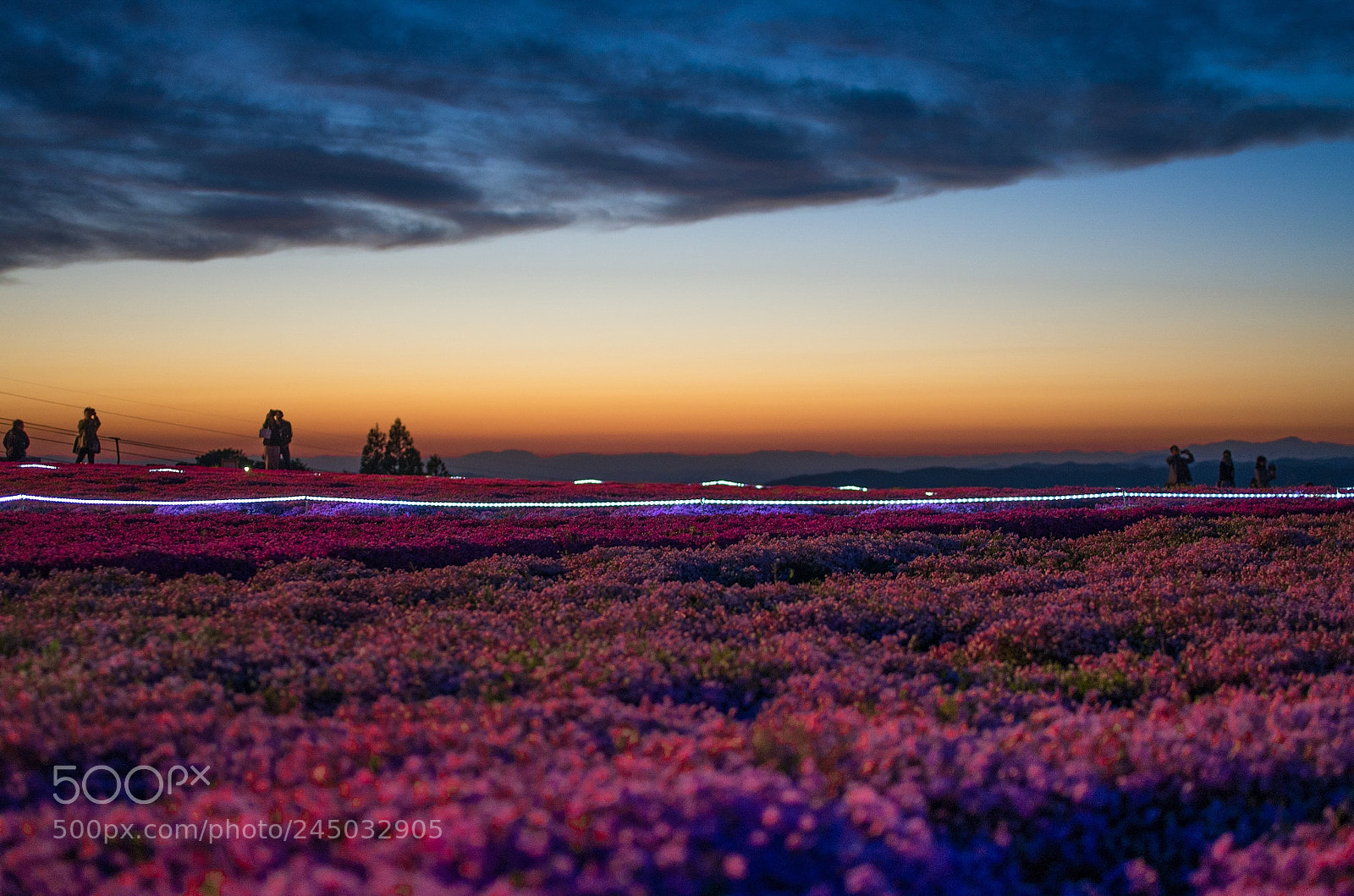 Pentax K-5 II sample photo. Moss phlox in chausu-mountain photography