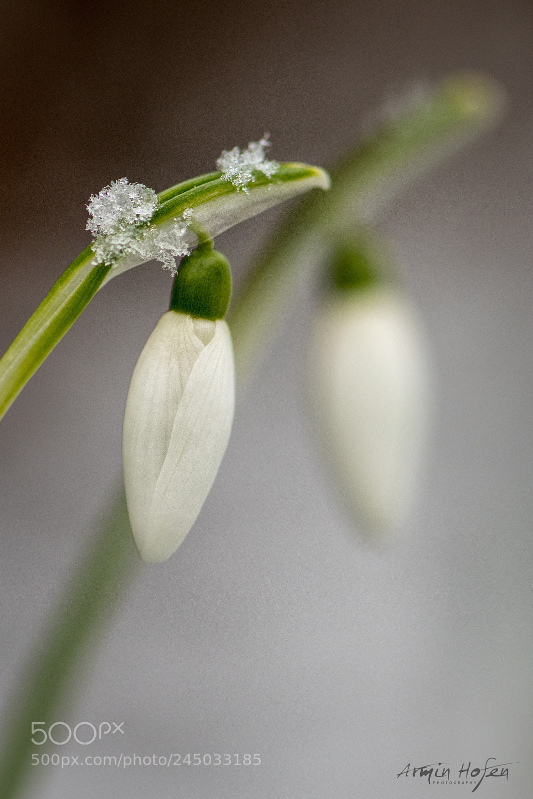 Nikon D500 sample photo. Snowdrop photography