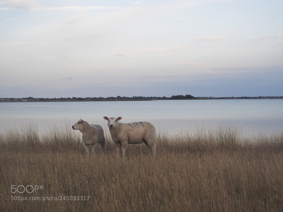 Canon PowerShot G10 sample photo. Ships sheeps photography