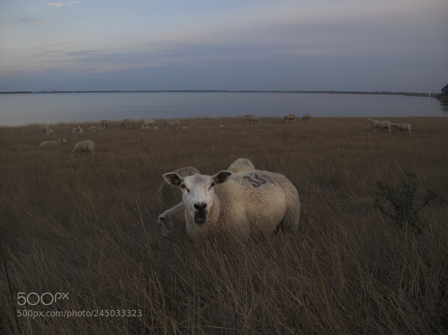 Canon PowerShot G10 sample photo. Ships sheeps photography