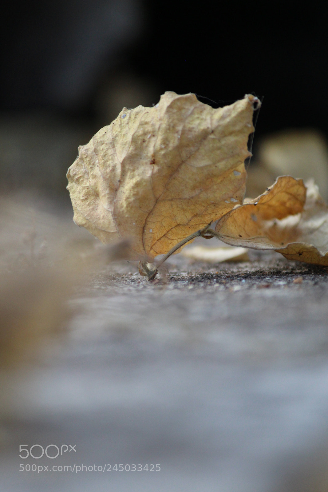 Canon EF-S 55-250mm F4-5.6 IS II sample photo. Autumn leaf. photography