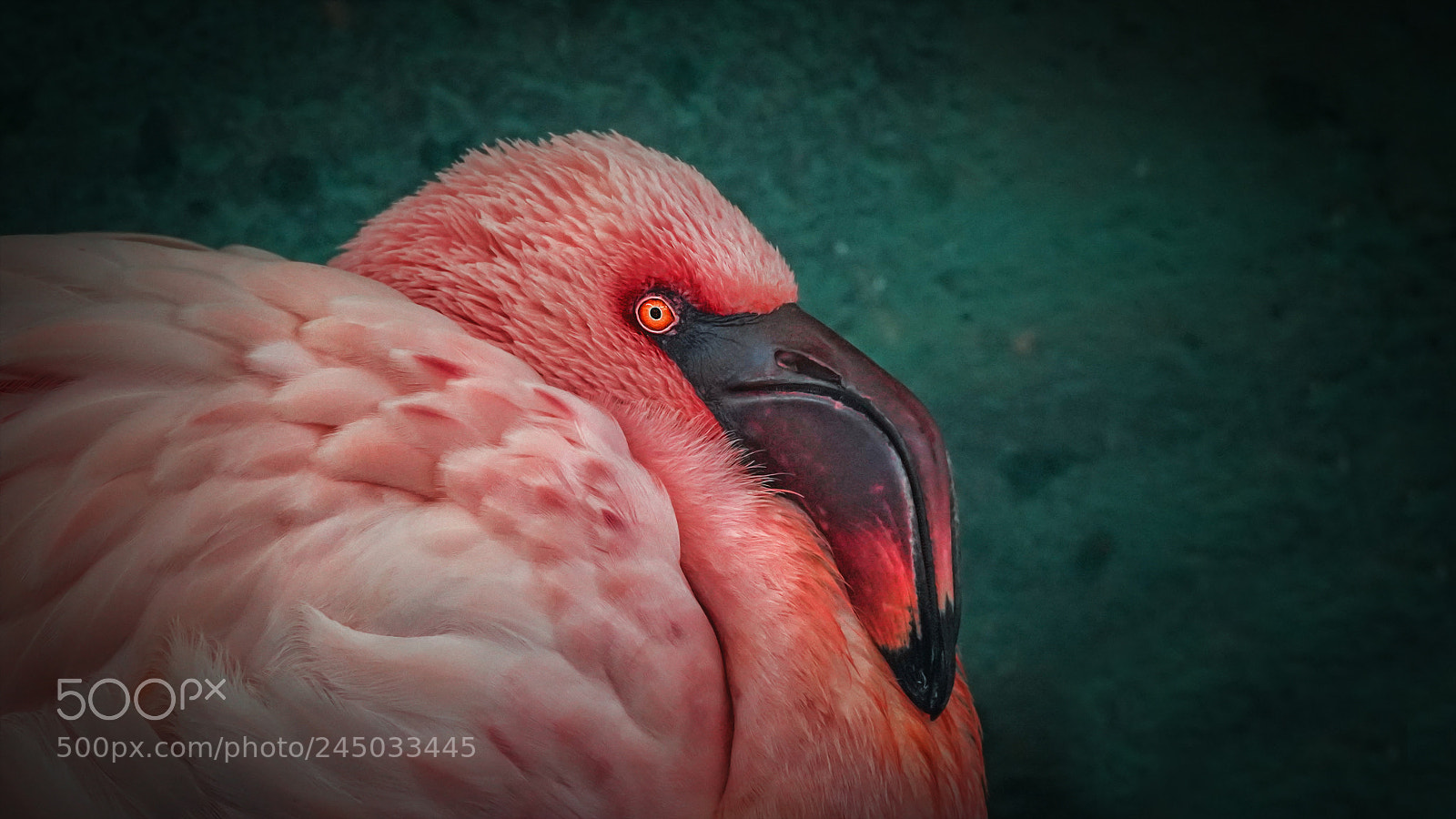 Sony a7R III sample photo. Flamingo photography