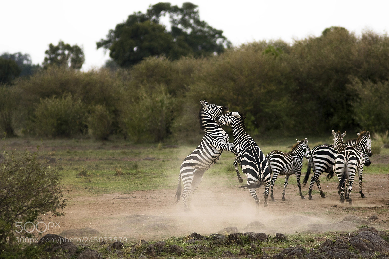 Canon EOS 7D Mark II sample photo. Zebra fight photography