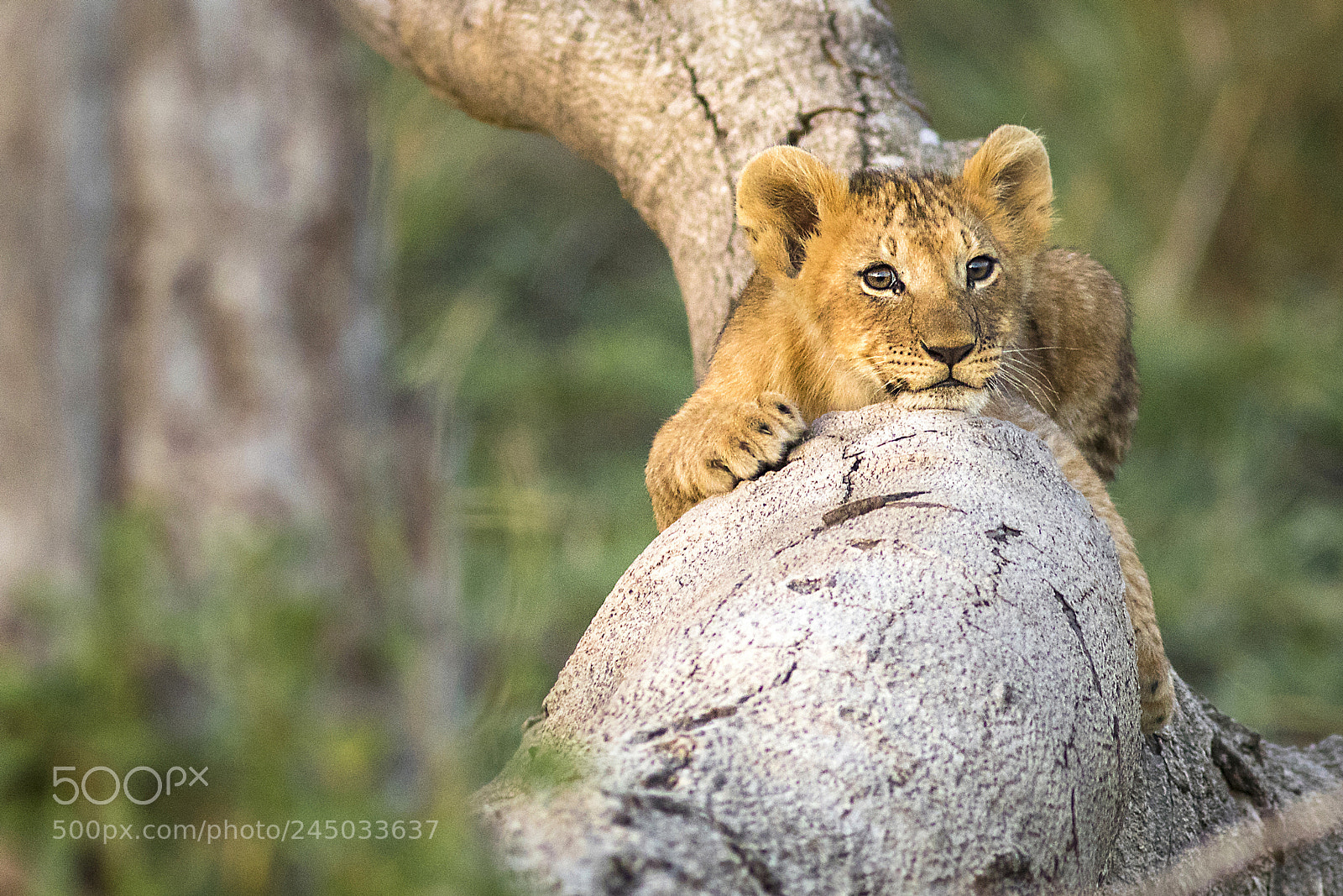 Canon EOS 7D Mark II sample photo. Lion cub photography