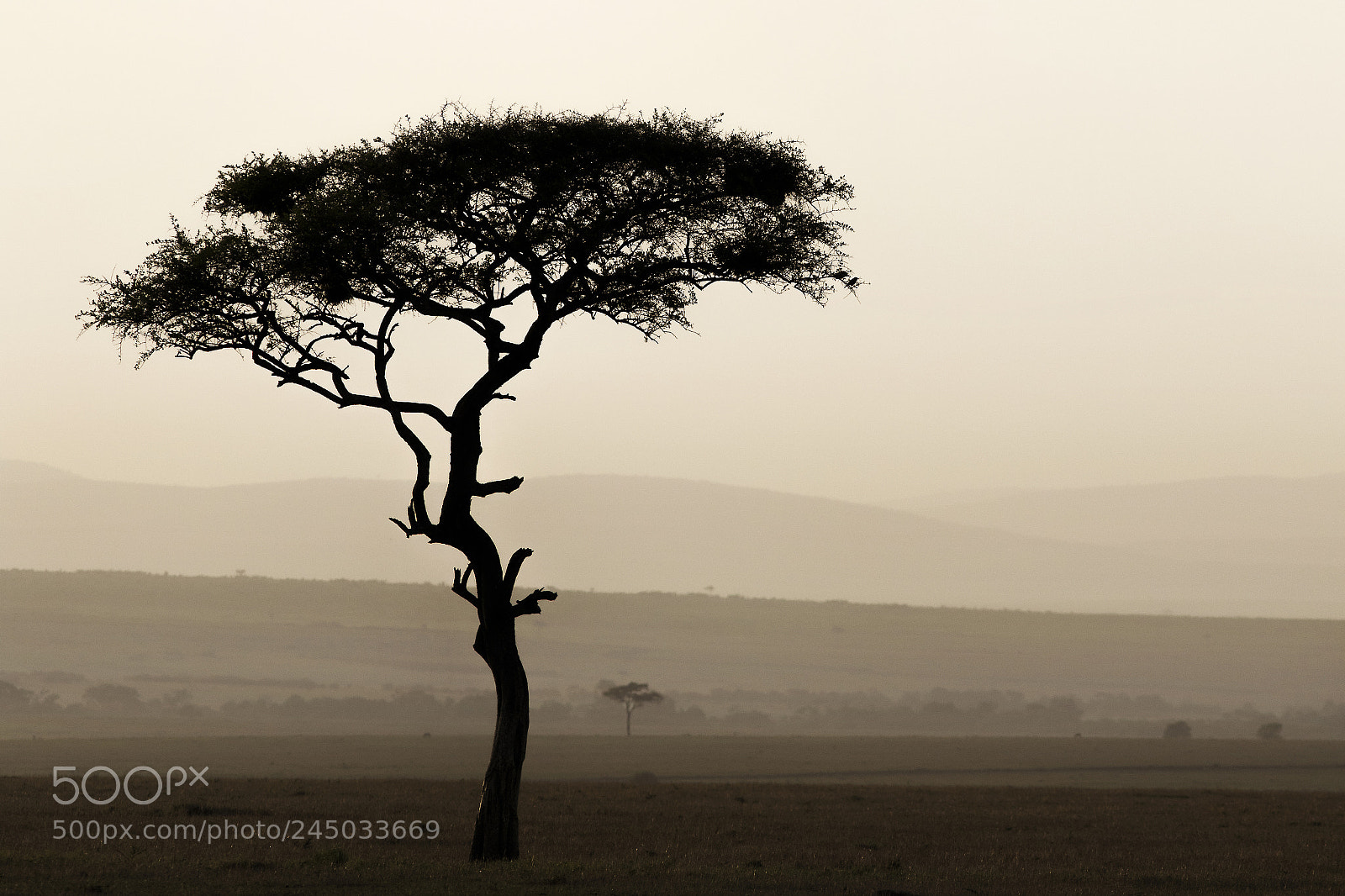 Canon EOS 7D Mark II sample photo. Sunrise tree photography