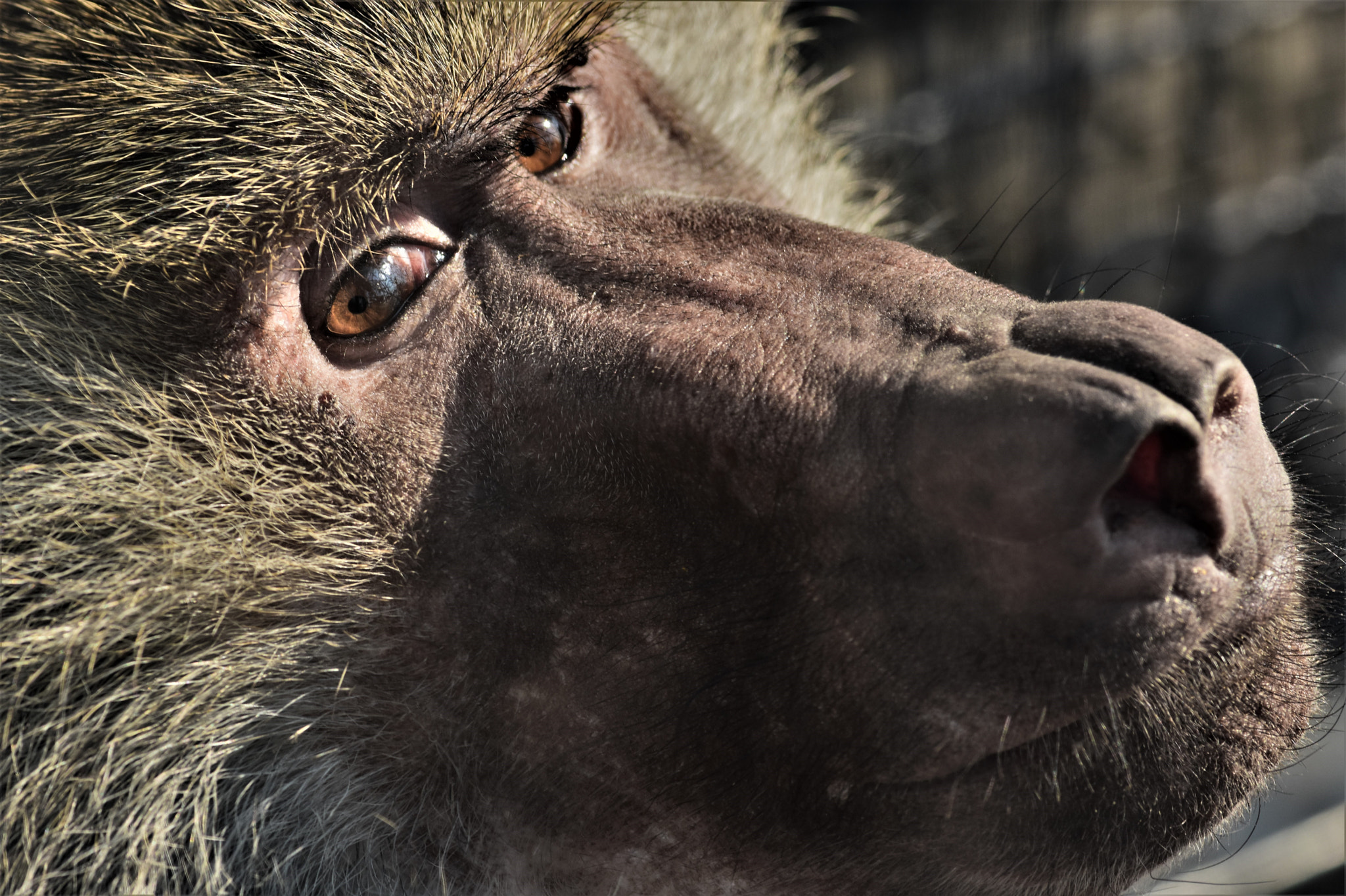 Nikon AF-S Micro-Nikkor 105mm F2.8G IF-ED VR sample photo. Kind baboon ! photography