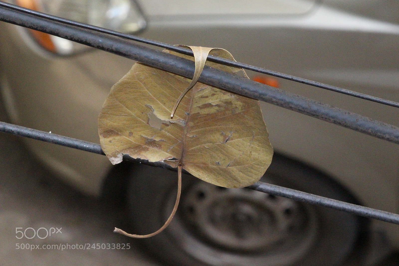Canon EF-S 55-250mm F4-5.6 IS II sample photo. Lovely leaf. photography