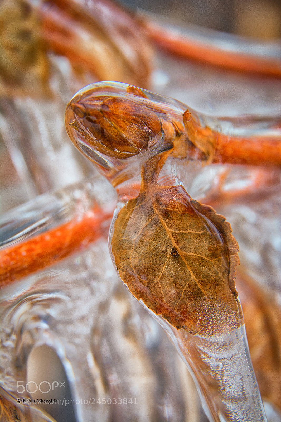 Nikon D7100 sample photo. All iced up #2 photography