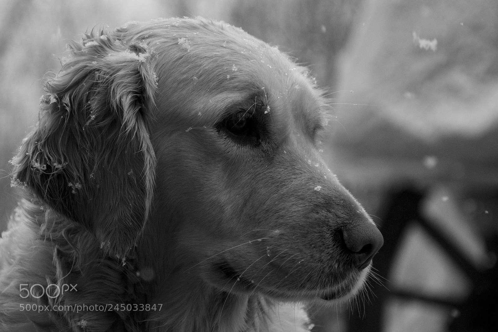 Nikon D3200 sample photo. Snow photography